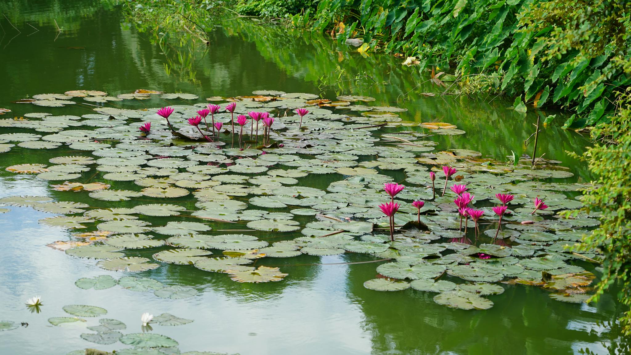 Tranquil lotus pond in Sunamganj, Bangladesh, capturing the essence of rural beauty and nature.